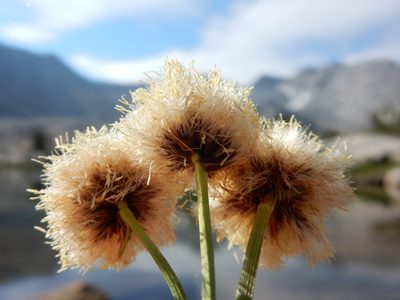 Calliscirpus brachythrix, photographed by Matt Lavin