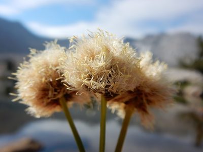 Calliscirpus brachythrix, photographed by Matt Lavin