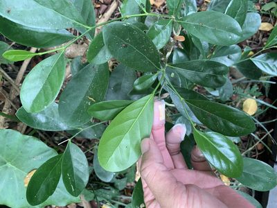 Suregada aequorea, photographed by 呂一起(Lyu yi-chi)