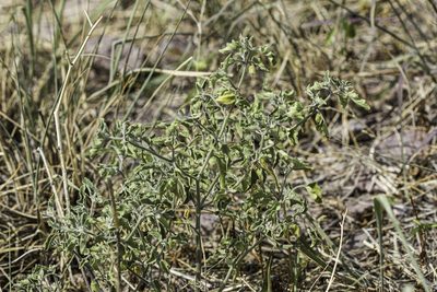 Physalis fendleri, photographed by Craig Martin