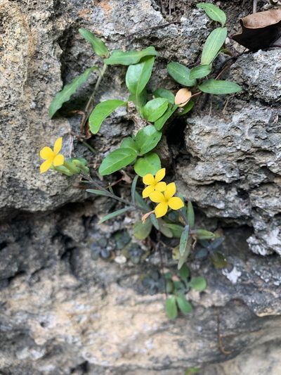 Kalanchoe ceratophylla, photographed by 呂一起(Lyu yi-chi)