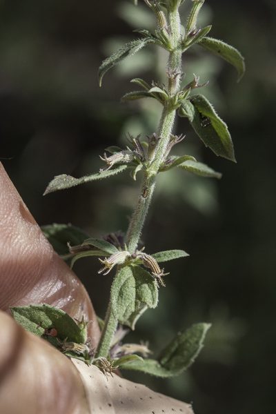 Hedeoma dentata, photographed by Craig Martin