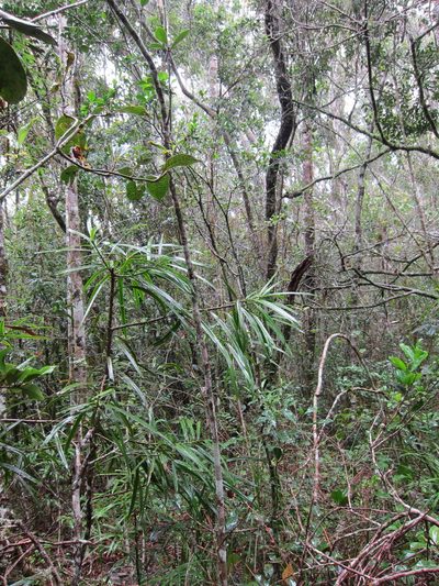 Podocarpus madagascariensis, photographed by bat (Maria Vorontsova)