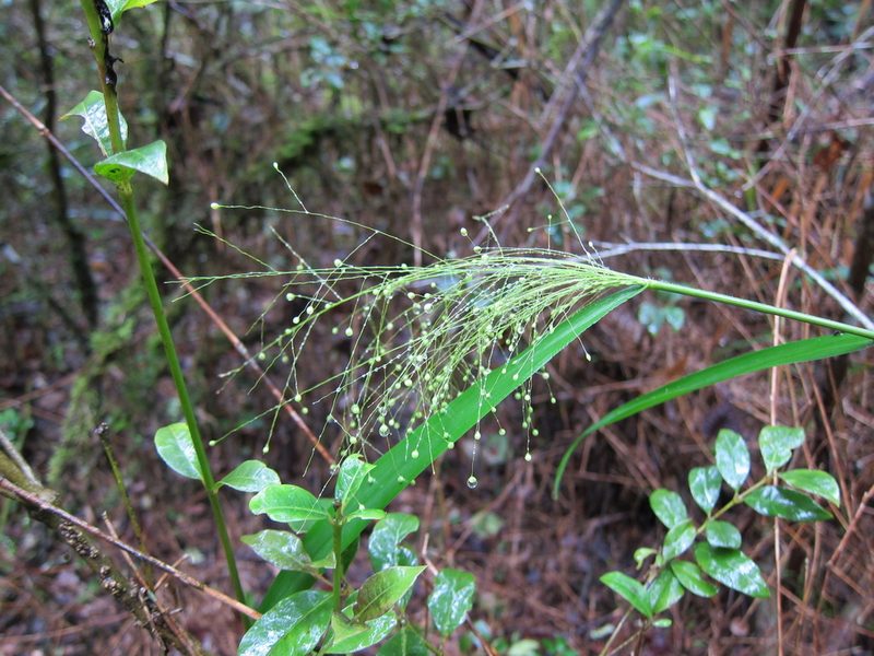 Isachne mauritiana, photographed by bat (Maria Vorontsova)