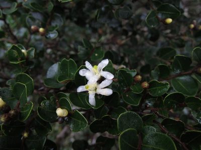 Leptolaena pauciflora, photographed by bat (Maria Vorontsova)