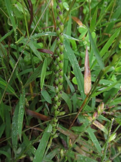 Urochloa brizantha, photographed by bat (Maria Vorontsova)