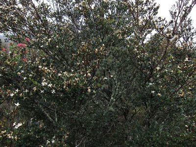 Leptolaena pauciflora, photographed by bat (Maria Vorontsova)