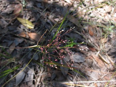 Panicum ibitense, photographed by bat (Maria Vorontsova)