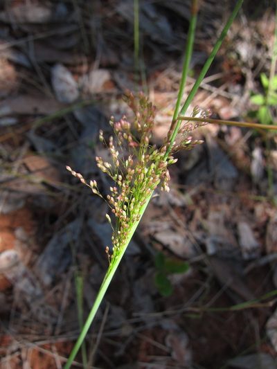Panicum ibitense, photographed by bat (Maria Vorontsova)