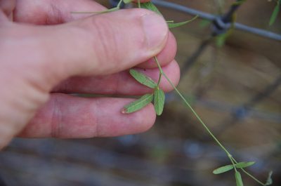 Rhynchosia senna, photographed by Eric Knight