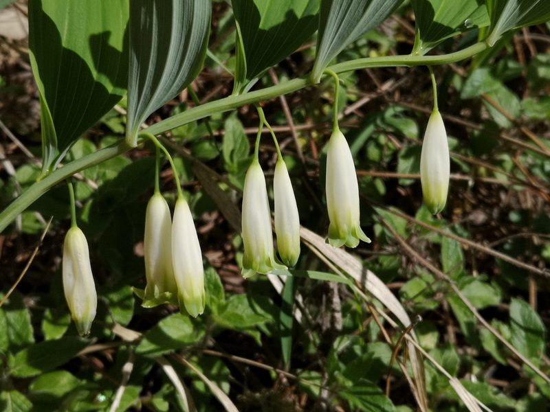 Polygonatum glaberrimum, photographed by Todd Boland