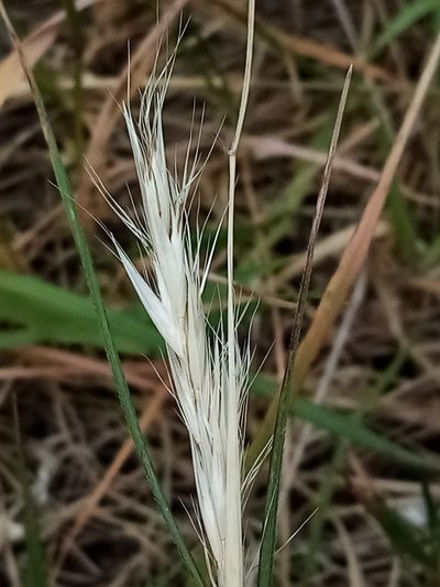 Rytidosperma clavatum, photographed by Joe Potter Butler