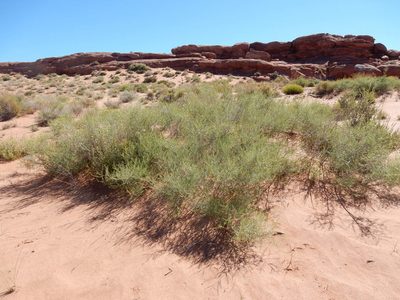 Parryella filifolia, photographed by Matt Lavin
