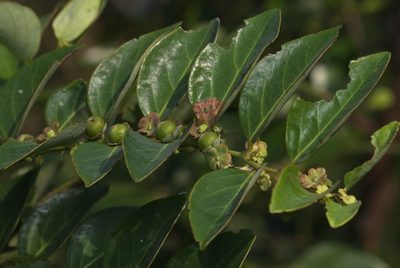Breynia fruticosa, photographed by portioid