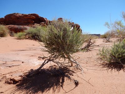 Pictarena rotundata, photographed by Matt Lavin