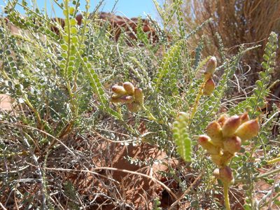 Pictarena rotundata, photographed by Matt Lavin