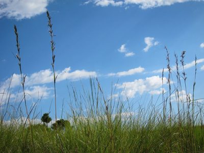 Cymbopogon caesius, photographed by bat (Maria Vorontsova)