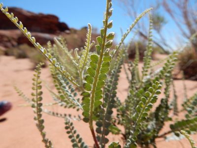 Pictarena rotundata, photographed by Matt Lavin