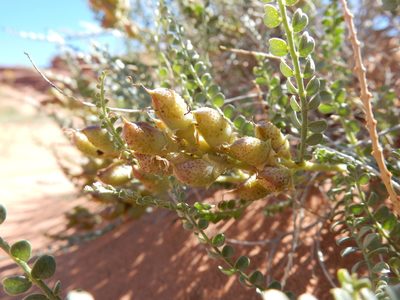 Pictarena rotundata, photographed by Matt Lavin