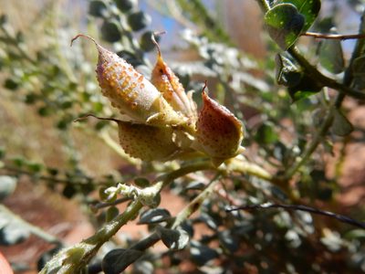 Pictarena rotundata, photographed by Matt Lavin