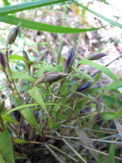 Hickelia madagascariensis, photographed by bat (Maria Vorontsova)