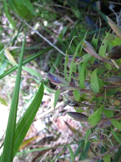 Hickelia madagascariensis, photographed by bat (Maria Vorontsova)