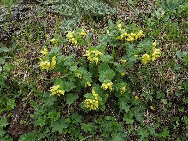 Scrophularia chrysantha, photographed by Todd Boland