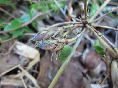 Hickelia madagascariensis, photographed by bat (Maria Vorontsova)
