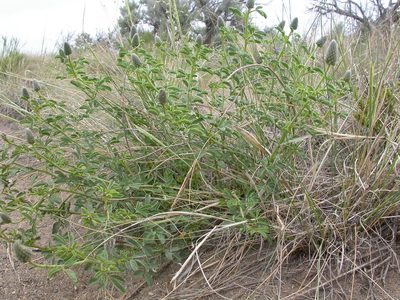 Dalea ornata, photographed by Matt Lavin