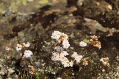 Lourteigia microphylla, photographed by Andrés Ramírez-Barrera