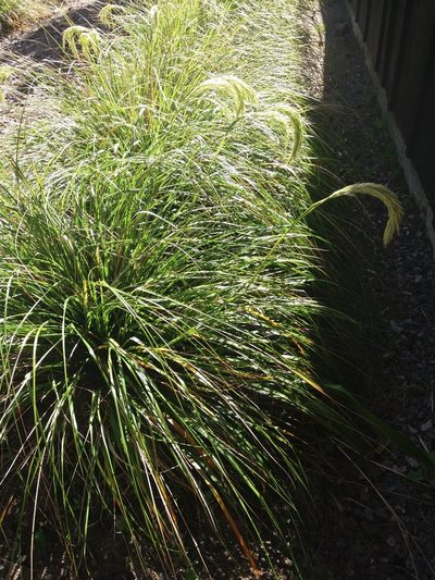 Chionochloa flavicans, photographed by eyrezer