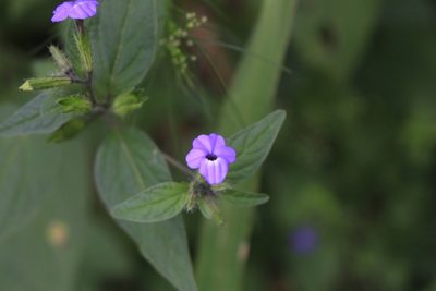 Browallia americana, photographed by Jake Rehage