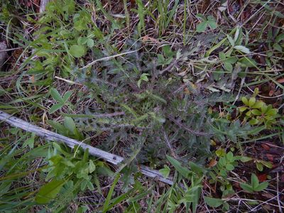 Cirsium drummondii, photographed by Kevin Judge