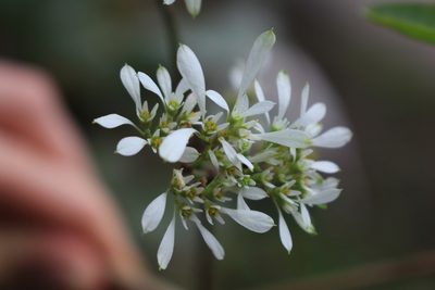 Euphorbia leucocephala, photographed by Jake Rehage