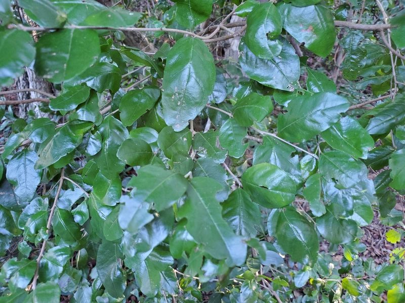 Krugiodendron ferreum, photographed by Tom Field
