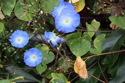 Ipomoea tricolor, photographed by Jake Rehage