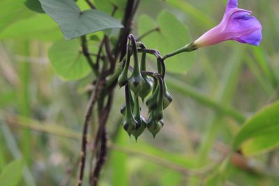 Ipomoea parasitica, photographed by Jake Rehage