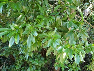 Exothea paniculata, photographed by Tom Field