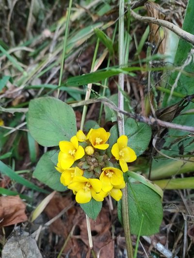 Lysimachia congestiflora, photographed by Richard Davies