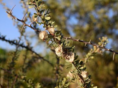 Bougainvillea spinosa, photographed by Guillermo Debandi