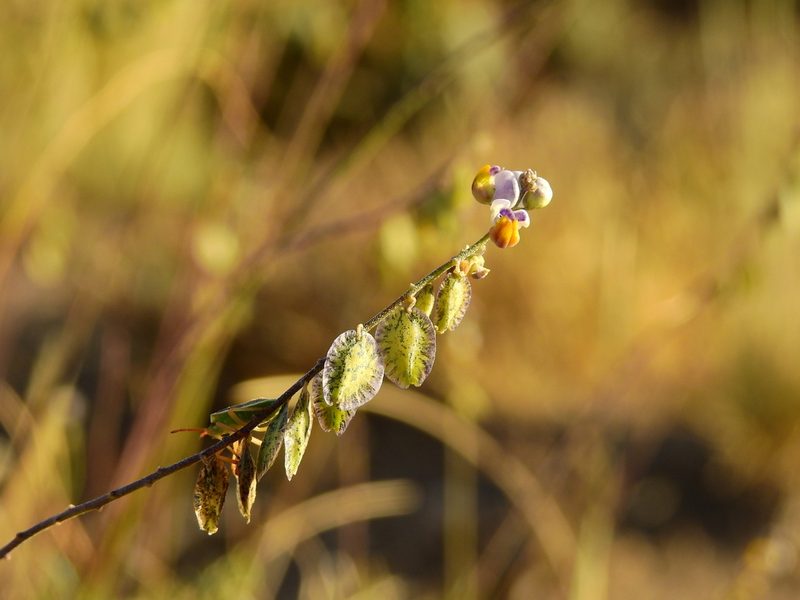 Monnina dictyocarpa, photographed by Guillermo Debandi