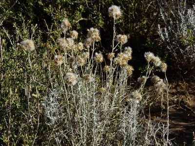 Senecio filaginoides, photographed by Guillermo Debandi