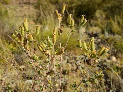 Mentzelia albescens, photographed by Guillermo Debandi