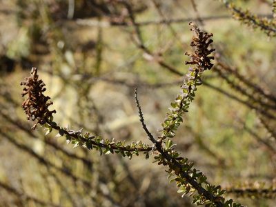 Mulguraea aspera, photographed by Guillermo Debandi