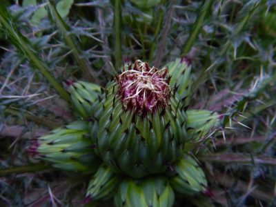 Cirsium drummondii, photographed by Kevin Judge
