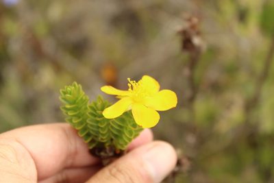 Hypericum mexicanum, photographed by Andrés Ramírez-Barrera