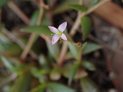Calandrinia eremaea, photographed by Will Cornwell