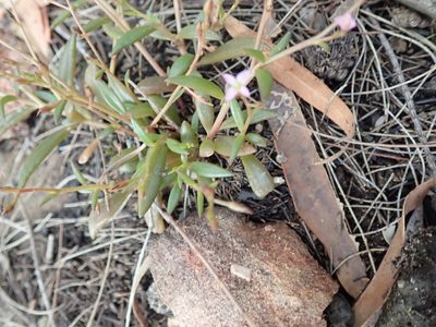 Calandrinia eremaea, photographed by Will Cornwell