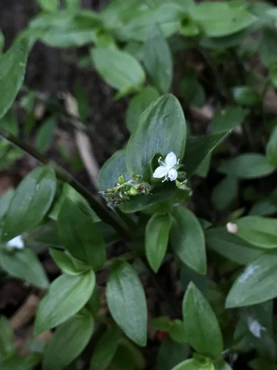 Callisia gracilis, photographed by Nicolás Baresch Uribe