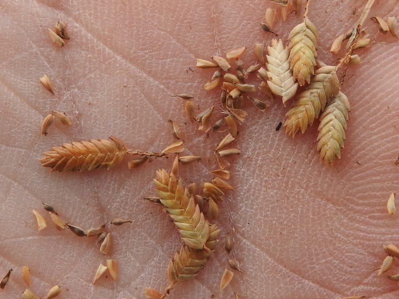 Cyperus ochraceus, photographed by Sam Kieschnick